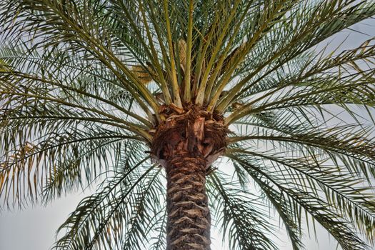 Large palm tree in the back light, photographed on the beach of Aqaba, Jordan, midle east