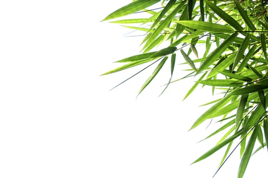 Bamboo leaves Isolated on a white background