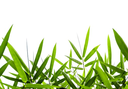 Bamboo leaves Isolated on a white background,With clipping path