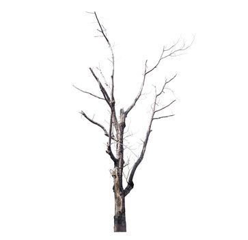 Dead trees isolated on white background, tropical trees isolated used for design, with clipping path