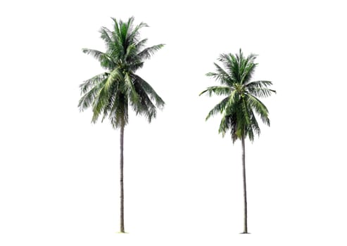 Coconut tree on white background, tropical trees isolated used for design, with clipping path