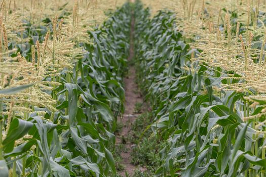 Rows of corn plants growing on a farm in Surrey, England