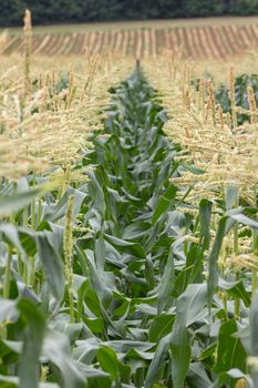 Rows of corn plants growing on a farm in Surrey, England