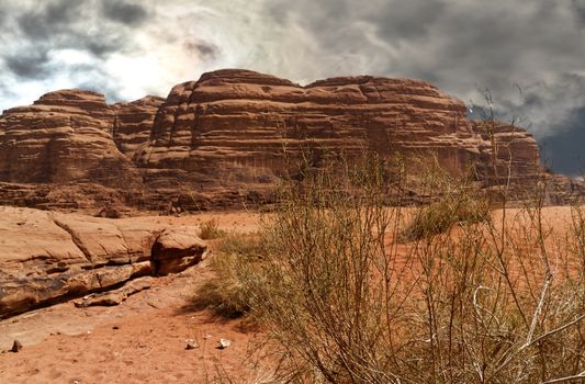 Plants fight for survival in the great dry desert in the Wadi Rum Nature Reserve, Jordan