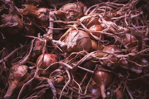 Onion (Allium) crop, harvested and drying