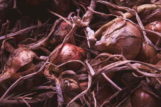 Onion (Allium) crop, harvested and drying