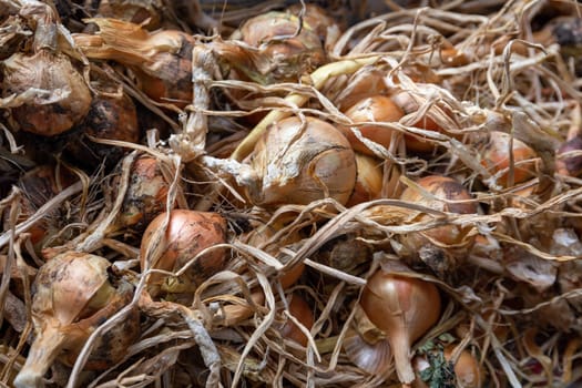 Onion (Allium) crop, harvested and drying