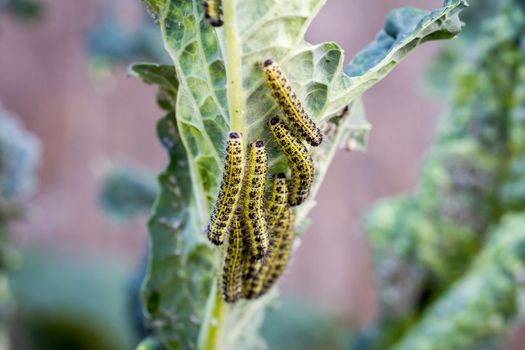 The caterpillar larvae of the cabbage white butterfly eating the leaves of a cabbage