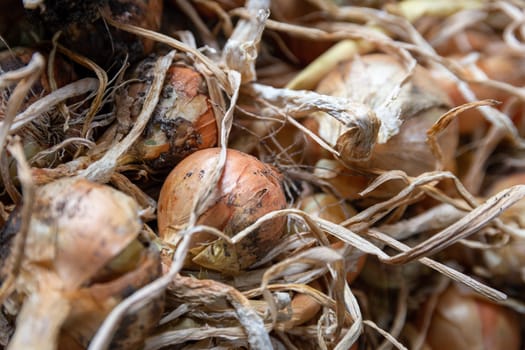 Onion (Allium) crop, harvested and drying