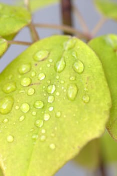 Wet Green Leaf