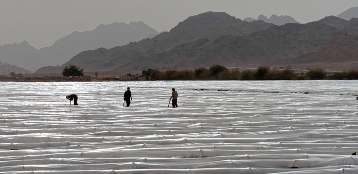 Tomatoes and eggplants grown under foil tunnels in the Jordan Desert, middle east