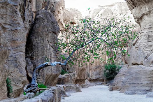 Tree in the Siq growing out of a crevice with little topsoil and fighting for its survival in the desert in the rock town and necropolis Petra, Jordan, middle east