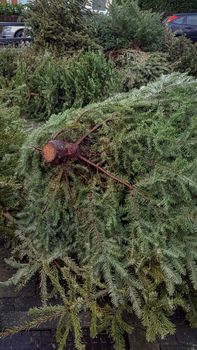 Discarded christmas trees on a residential street