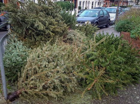 Discarded christmas trees on a residential street
