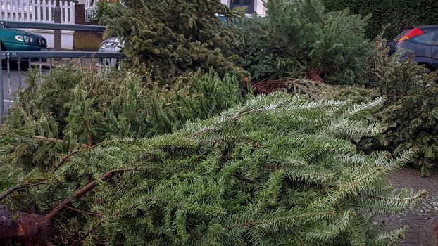 Discarded christmas trees on a residential street