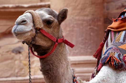 Close-up of a camel in Petra waiting in front of the treasure house for tourists who want to ride on it, in Jordan