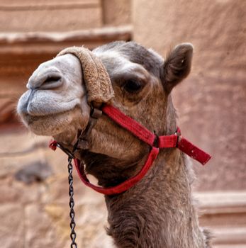 Close-up of a camel in Petra waiting in front of the treasure house for tourists who want to ride on it, in Jordan