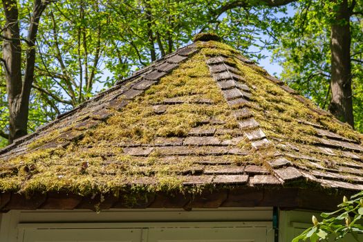 Green moss and lichen on old slate roof tiles