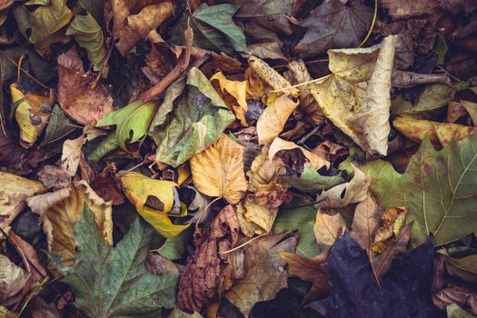 Carpet of autumn leaves