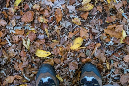 Feet standing on fallen autumn leaves in London, England, UK