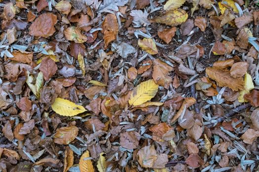 A carpet of fallen autumn leaves