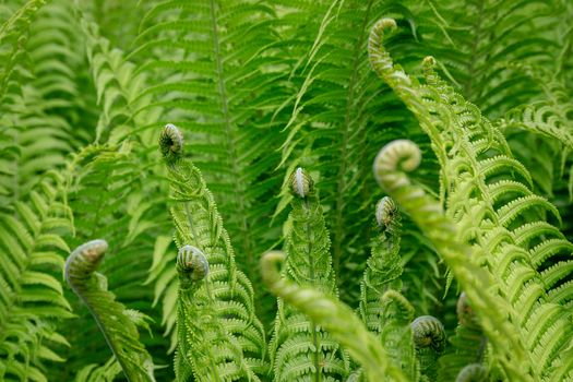 Close up of green ferns unfurling