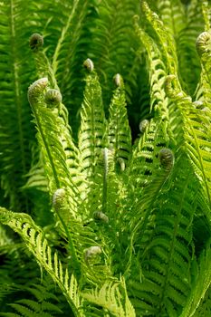 Close up of green ferns unfurling