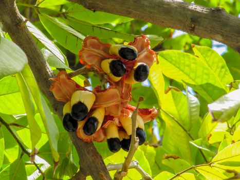 Ackee fruit tree bearing ripe ackee fruit