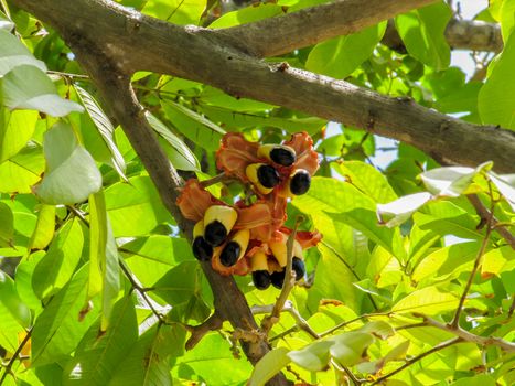 Ackee fruit tree bearing ripe ackee fruit