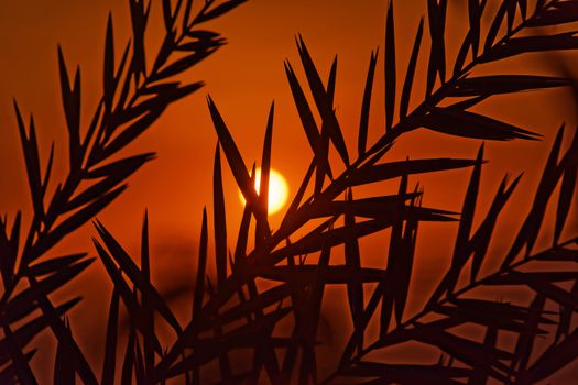 Sunset at the Dead Sea, with a view of the coast of Israel and the shilouette of palm leaves in the foreground, on the beach of Amman, Jordan, middle east