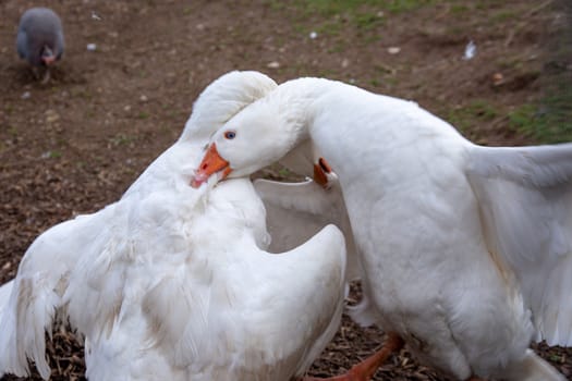 Two white geese fighting on a farm