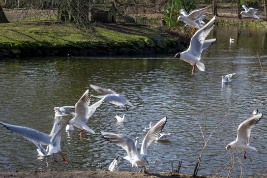 Seagulls flying above a pond in Crystal Palace park, London, England