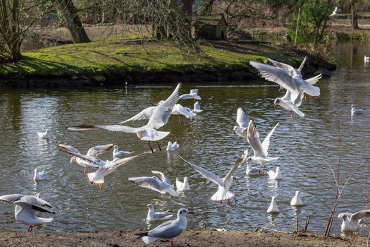 Seagulls flying above a pond in Crystal Palace park, London, England