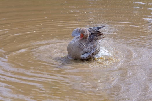 A Canada Goose washing and splashing in a pond