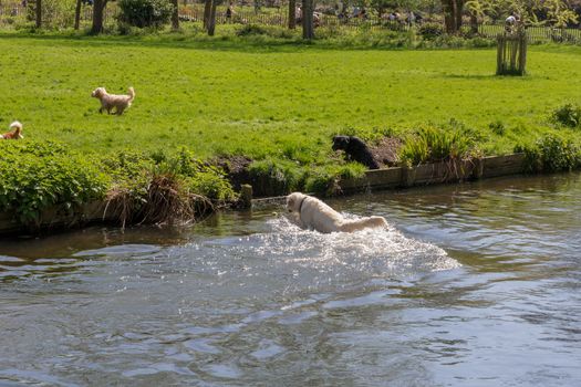 Dog playing in River Wandle