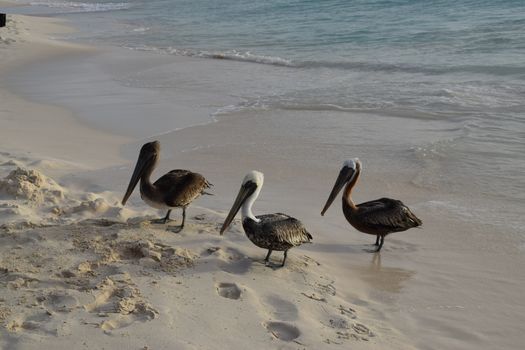 Seagulls are waiting on the beach to receive fishes from a fisherman - Aruba Island