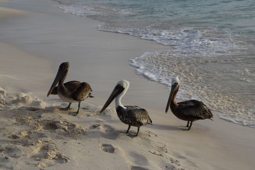 Seagulls are waiting on the beach to receive fishes from a fisherman - Aruba Island