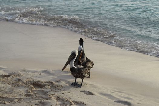 Seagulls are waiting on the beach to receive fishes from a fisherman - Aruba Island