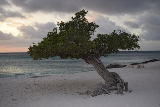 Divi trees on the beach of Aruba Island at sunset