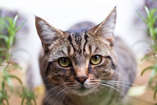 A close up image of a young tabby cat