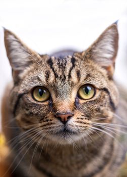 A close up image of a young tabby cat