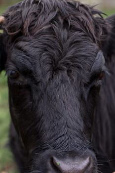 Close up portrait image of a Welsh Black cow