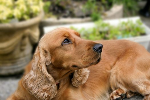 Cocker spaniel looking away with defocused background