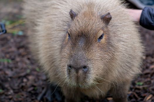 Adult Capybara (Hydrochoerus hydrochaeris) in a zoo