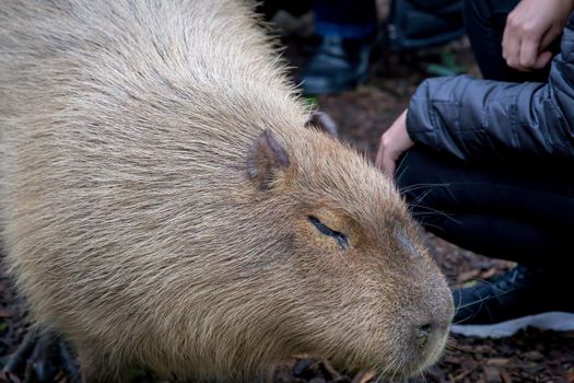 Adult Capybara (Hydrochoerus hydrochaeris) in a zoo