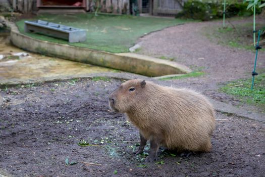 Adult Capybara (Hydrochoerus hydrochaeris) in a zoo
