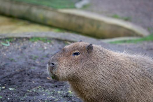 Adult Capybara (Hydrochoerus hydrochaeris) in a zoo