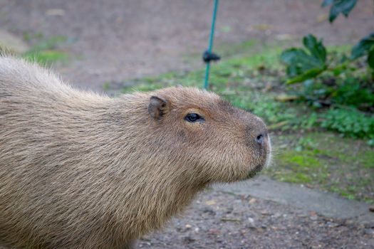 Adult Capybara (Hydrochoerus hydrochaeris) in a zoo