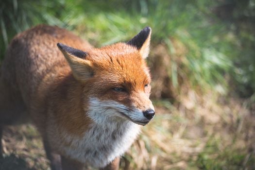 The Red Fox (Vulpes Vulpes) is the largest of the true foxes.