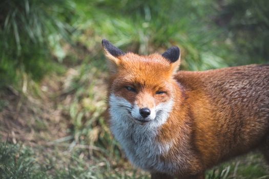 The Red Fox (Vulpes Vulpes) is the largest of the true foxes.